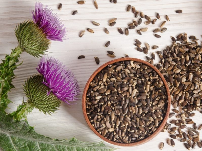 Ostropest plamisty jako naturalny środek wspomagający regenerację wątroby