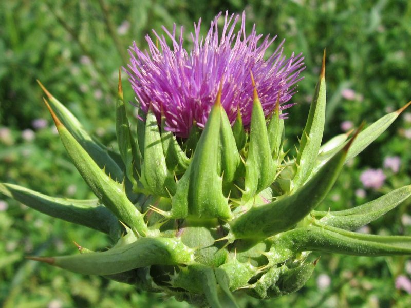 Czy ostropest plamisty może łagodzić objawy kaca?