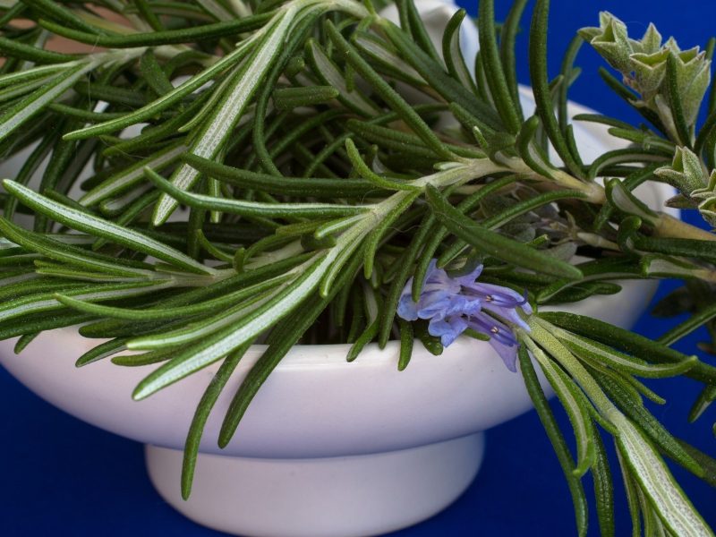 Rozmaryn – właściwości i działanie